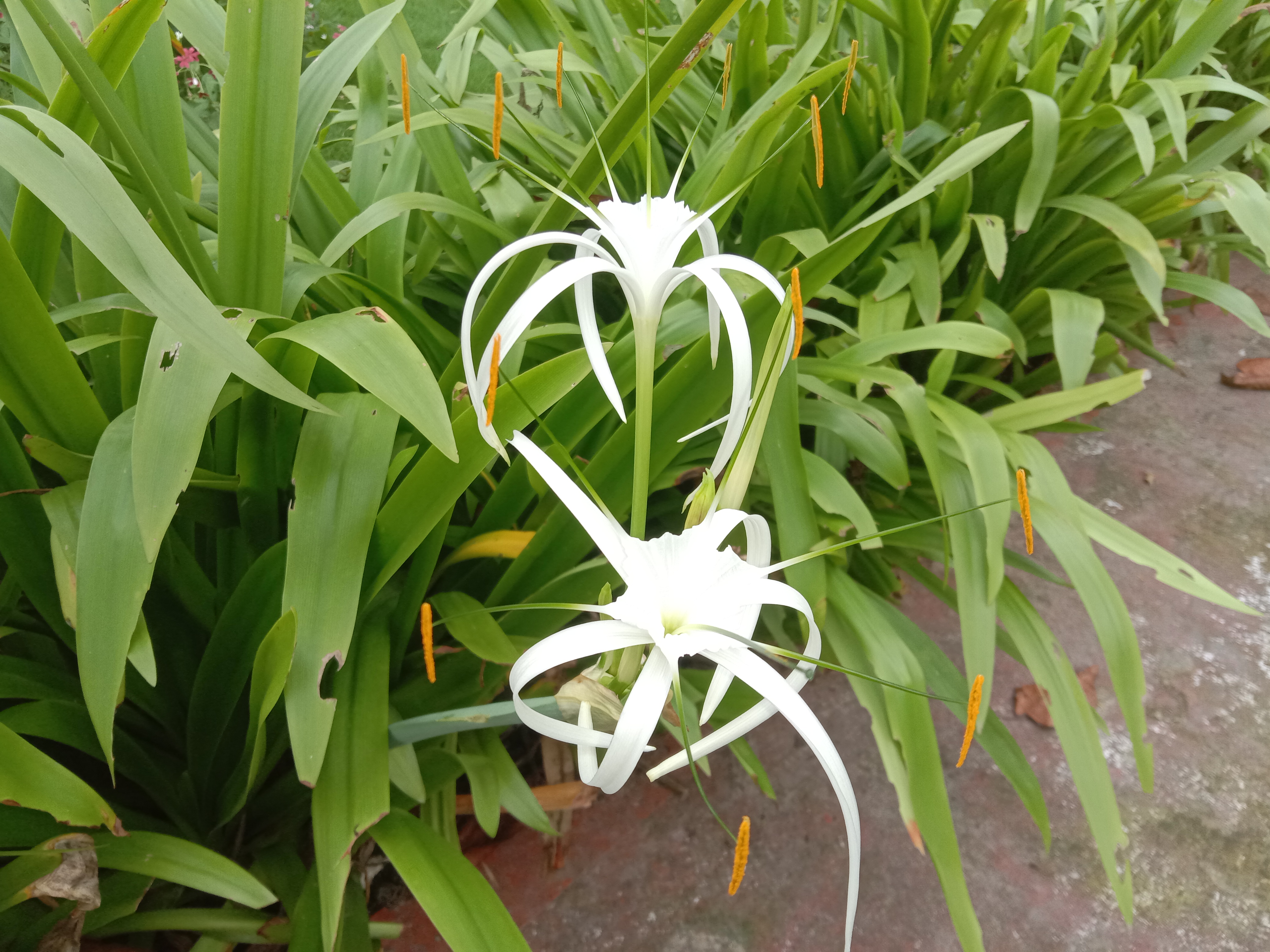 Flor Hymenocallis littoralis, conhecida como lírio-aranha, que inspirou o design em Y do Burj Khalifa
